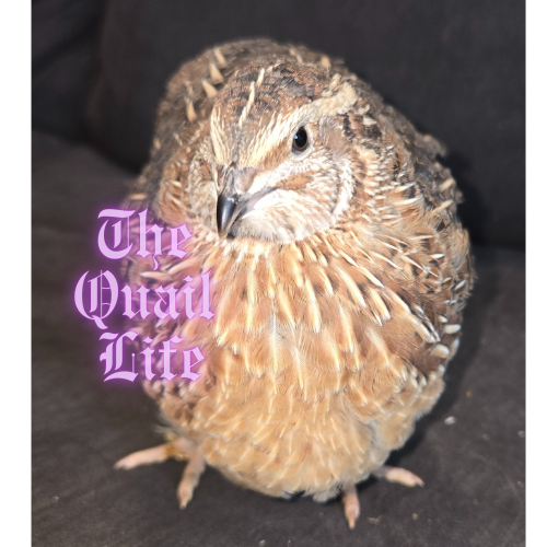 Jumbo Variety Colors- Pet/Breeder Quality Live Quail ($6 - $18) depending on age