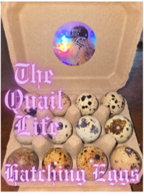 1 dozen Jumbo Coturnix Hatching Eggs (NOW AVAILABLE- Shipping within Alaska!!!) (Copy)