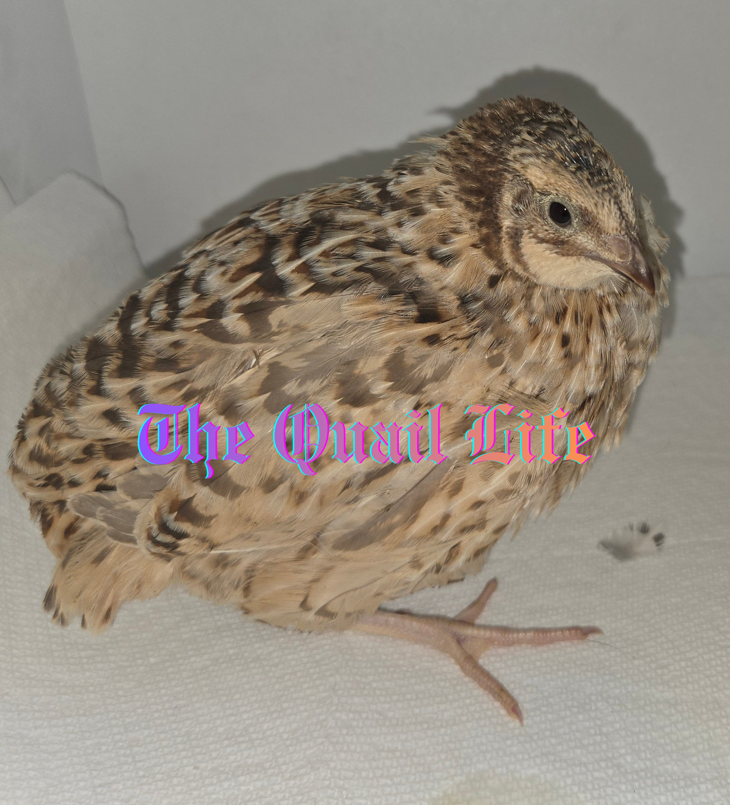 Jumbo Variety Colors- Pet/Breeder Quality Live Quail ($6 - $18) depending on age