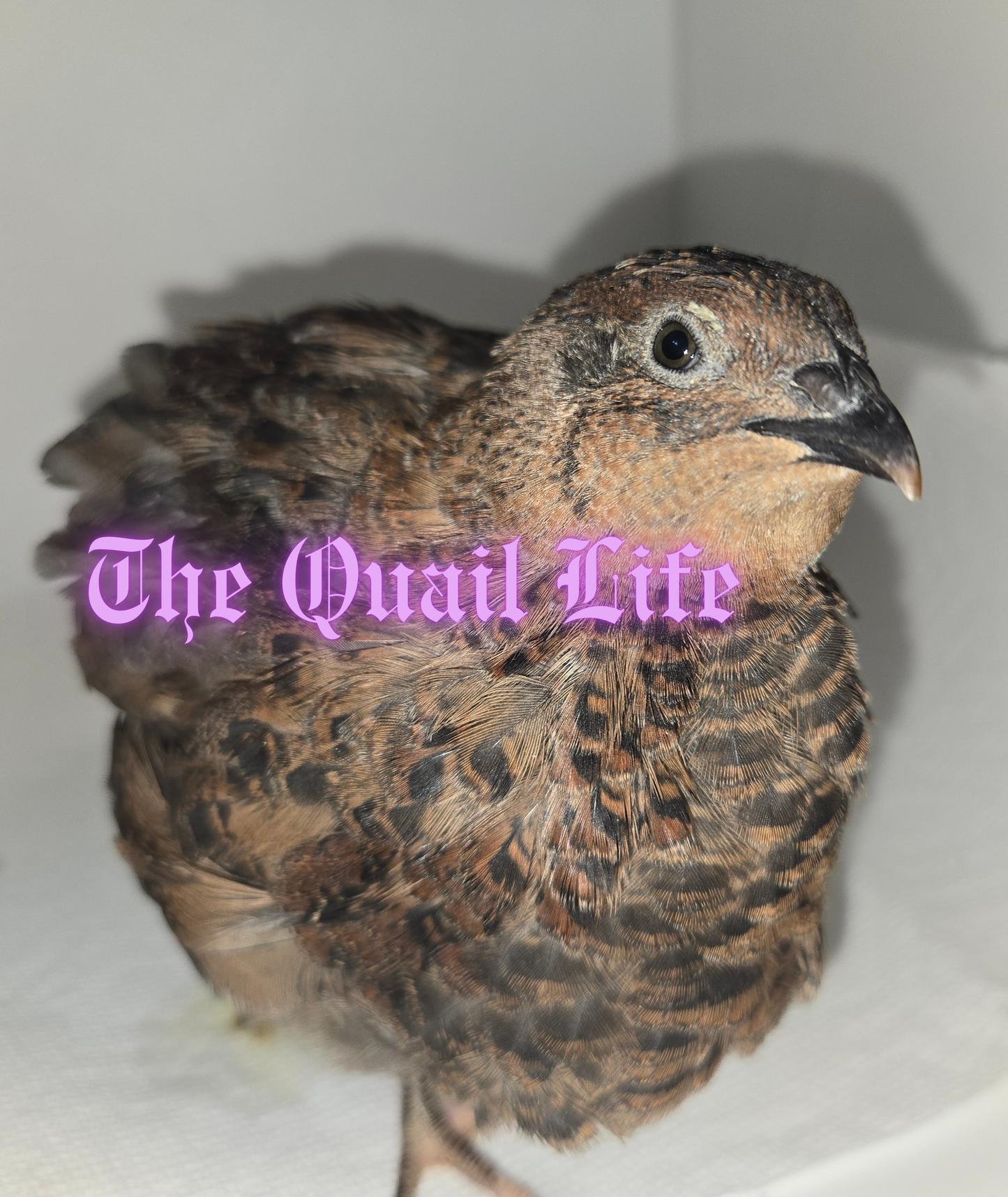 Jumbo Variety Colors- Pet/Breeder Quality Live Quail ($6 - $18) depending on age