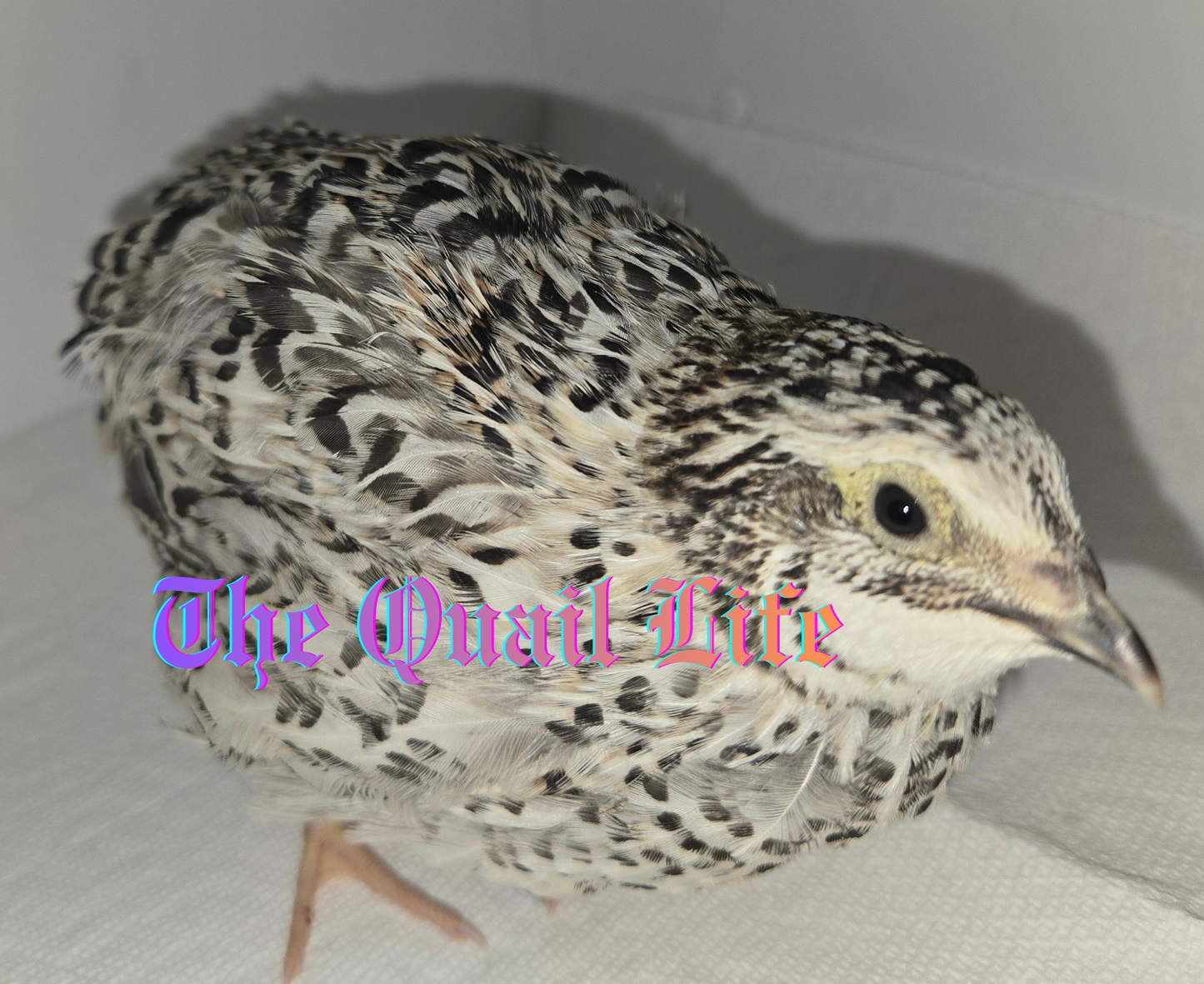 Jumbo Variety Colors- Pet/Breeder Quality Live Quail ($6 - $18) depending on age
