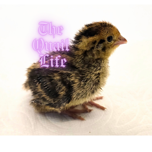 Pet/Breeder Quality Live Quail ($5 - $15) depending on age